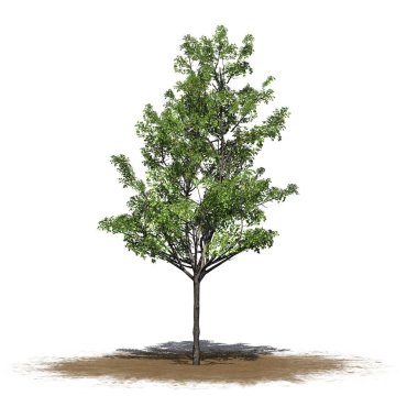 Japonca akça ağaç beyaz arka plan üzerinde izole bir kum alanında-