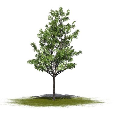 Japonca akça ağaç beyaz arka plan üzerinde izole bir yeşil alan-