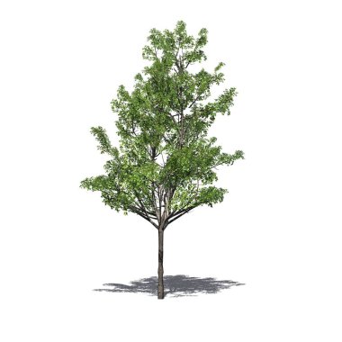 Japonca akça ağaç beyaz arka plan üzerinde izole kat - gölgeli