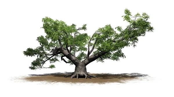 Jeden Zelený Strom Javor Dlanitolistý Písek Oblast Izolované Bílém Pozadí — Stock fotografie