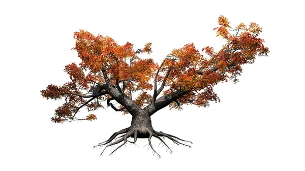 Єдине Дерево Високий Японська Клен Восени Ізольовані Білому Тлі — стокове фото