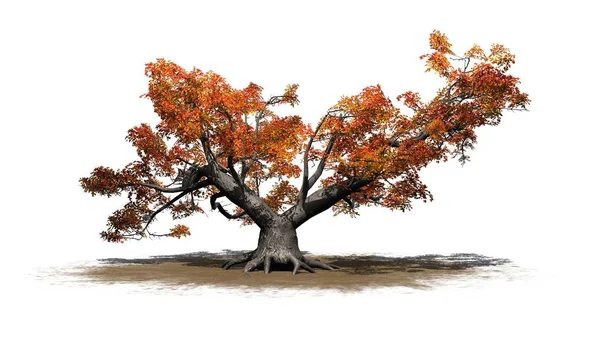 秋天在沙地上的一棵高的日本枫树 在白色背景上被隔绝 — 图库照片