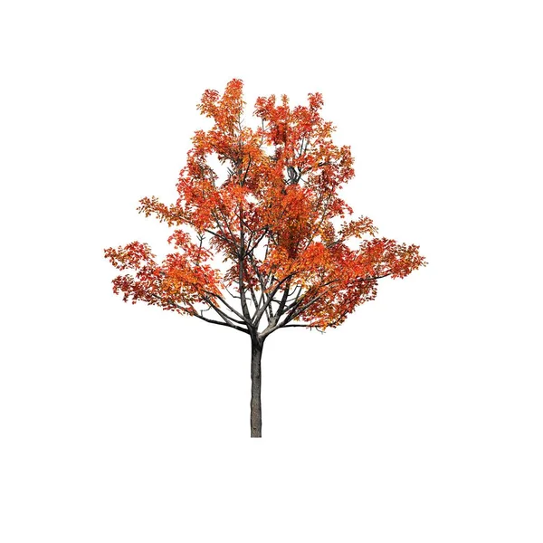 秋天的一棵日本枫树 在白色背景上被隔绝 — 图库照片