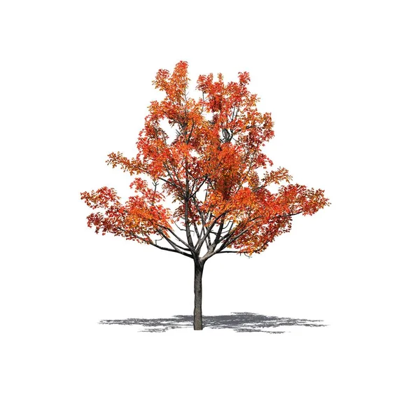 katta - beyaz arka plan üzerinde izole gölge ile sonbaharda tek bir Japon akçaağaç ağaç
