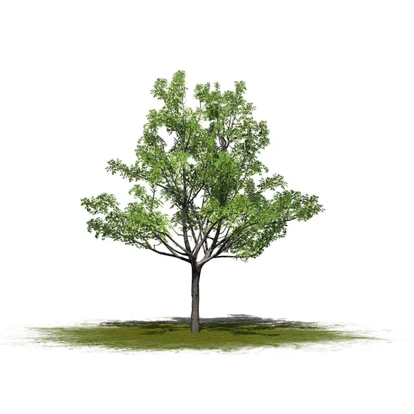 Beyaz arka plan üzerinde izole bir yeşil alan üzerinde-tek bir Japonca akçaağaç ağaç