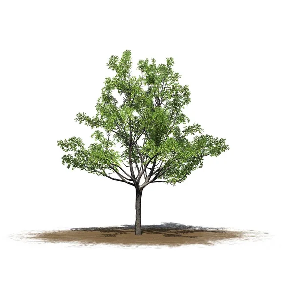 tek bir Japon akçaağaç ağaç beyaz arka plan üzerinde izole bir kum alanında-