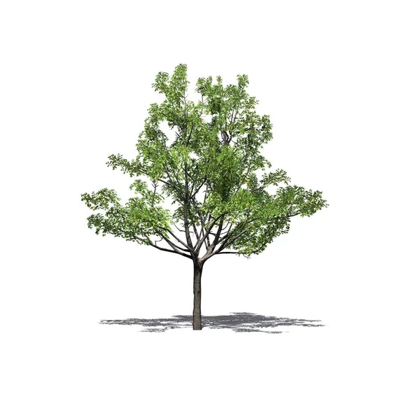 katta - beyaz arka plan üzerinde izole gölgeli tek bir Japon akçaağaç ağaç