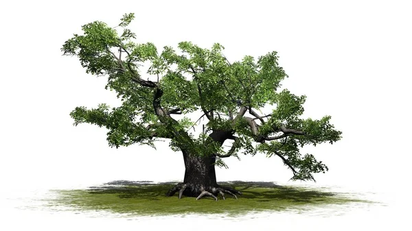 Πράσινο Ιαπωνικά Maple Tree Μια Καταπράσινη Έκταση Απομονώνονται Λευκό Φόντο — Φωτογραφία Αρχείου