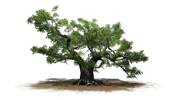 Zelený Strom Javor Dlanitolistý Písek Oblast Izolované Bílém Pozadí — Stock fotografie