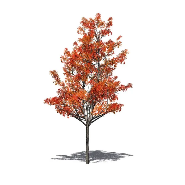 Ιαπωνικά Maple Tree Φθινόπωρο Σκιά Στο Πάτωμα Απομονώνονται Λευκό Φόντο — Φωτογραφία Αρχείου