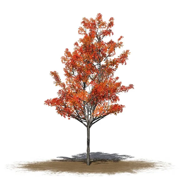 Ιαπωνικά Maple Tree Φθινόπωρο Άμμο Περιοχή Απομονώνονται Λευκό Φόντο — Φωτογραφία Αρχείου