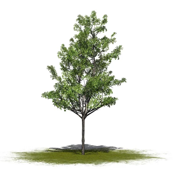 Japonca akça ağaç beyaz arka plan üzerinde izole bir yeşil alan-