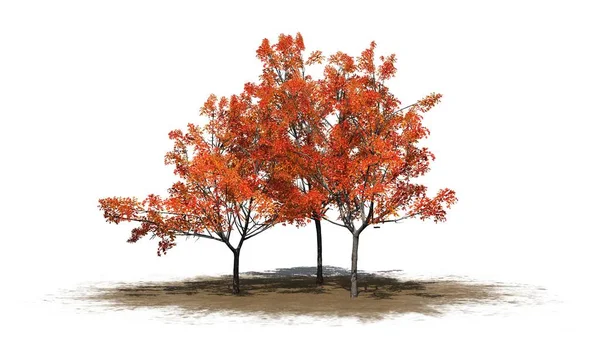 砂エリア 白い背景で隔離の秋にいくつかもみじの木 — ストック写真