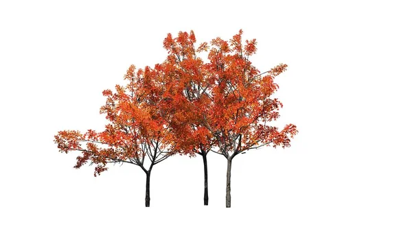 Verschillende Japanse Esdoorn Bomen Herfst Geïsoleerd Witte Achtergrond — Stockfoto