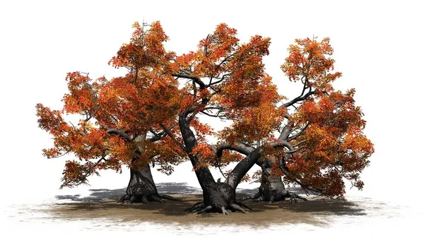 Několik Různých Javor Dlanitolistý Stromy Podzim Písek Oblast Izolované Bílém — Stock fotografie