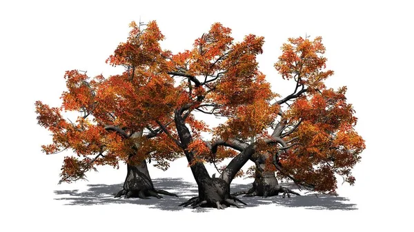 Plusieurs Érables Japonais Automne Avec Ombre Sur Sol Isolé Sur — Photo