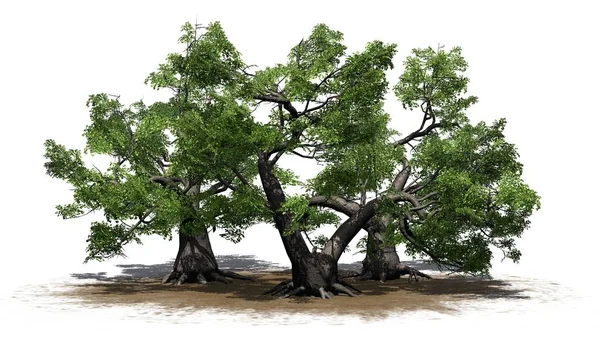 Verscheidene Verschillende Japanse Esdoorn Bomen Een Zand Gebied Geïsoleerd Witte — Stockfoto
