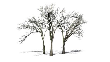 birkaç Amerikan Elm ağaçlar yerdeki beyaz arka plan üzerinde izole - gölgeli kışın