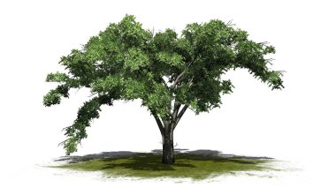 tek Amerikan Elm ağaç beyaz arka plan üzerinde izole bir yeşil alan-