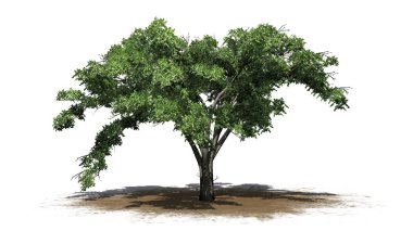 tek Amerikan Elm ağaç beyaz arka plan üzerinde izole bir kum alanında-