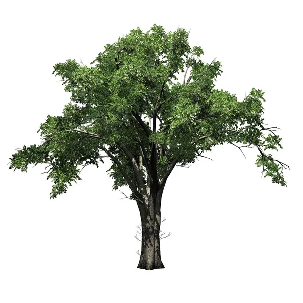 American Elm Árvore Isolado Fundo Branco — Fotografia de Stock