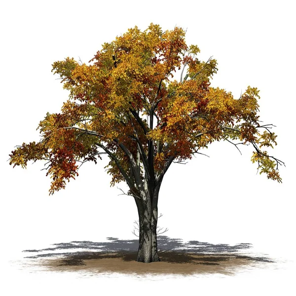 American Elm Árvore Outono Uma Área Areia Isolado Fundo Branco — Fotografia de Stock