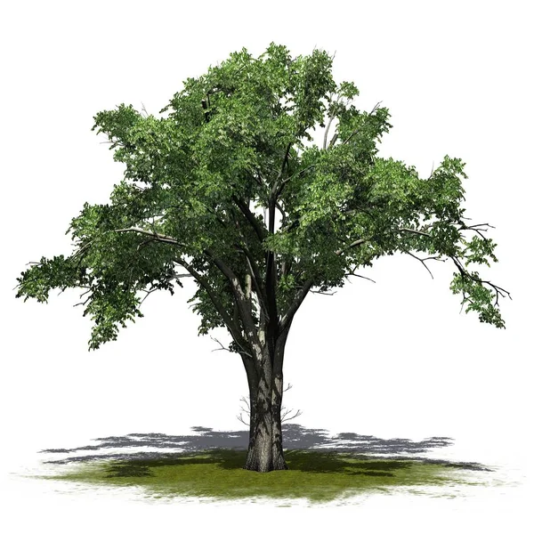 美国榆树在一个绿色区域 被隔绝在白色背景 — 图库照片