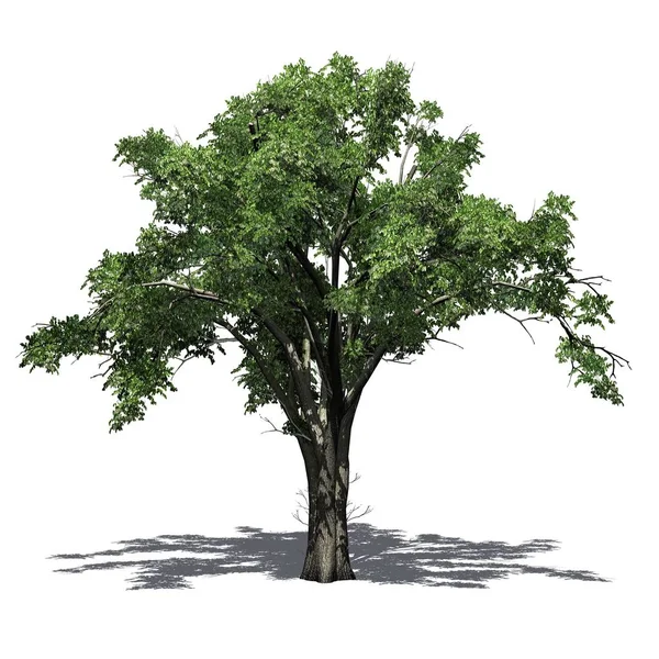 American Elm Árvore Com Sombra Chão Isolado Fundo Branco — Fotografia de Stock