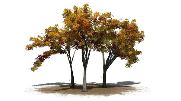 几棵美国榆树在秋天在沙子区域 被隔绝在白色背景 — 图库照片
