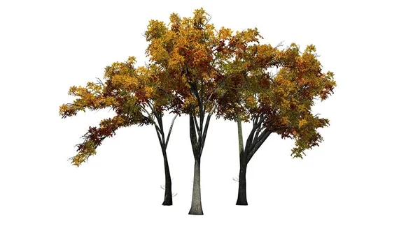 Birkaç Amerikan Elm Ağaçlarda Sonbahar Beyaz Arka Plan Üzerinde Izole — Stok fotoğraf