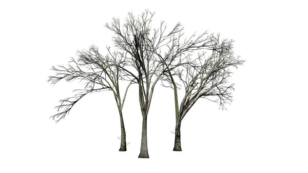 Várias Árvores American Elm Inverno Isolado Fundo Branco — Fotografia de Stock