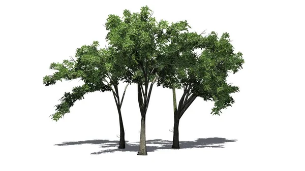 Διάφορα Δέντρα Λεύκα Αμερικής Σκιά Στο Πάτωμα Απομονώνονται Λευκό Φόντο — Φωτογραφία Αρχείου