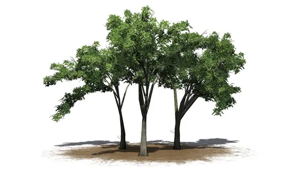 Διάφορα Δέντρα Λεύκα Αμερικής Άμμο Περιοχή Απομονώνονται Λευκό Φόντο — Φωτογραφία Αρχείου