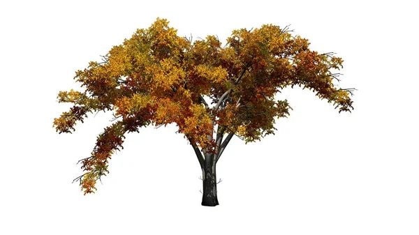 Single American Elm Tree Autumn Isolated White Background — Stock Photo, Image