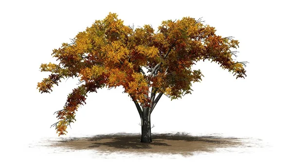 砂エリア 白い背景で隔離の秋に単一アメリカニレの木 — ストック写真
