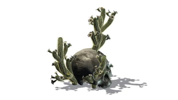 Cactus Dans Crâne Isolé Sur Fond Blanc — Photo