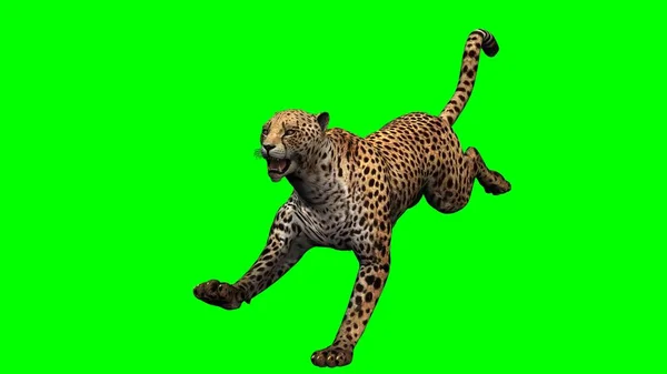 Cheetah Geïsoleerd Groen Schermachtergrond — Stockfoto
