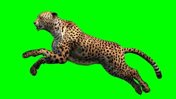 Cheetah Isolated Green Screen Background — Stock Photo, Image