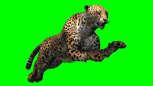 Cheetah Aislado Sobre Fondo Pantalla Verde — Foto de Stock
