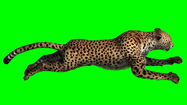 Cheetah Aislado Sobre Fondo Pantalla Verde — Foto de Stock