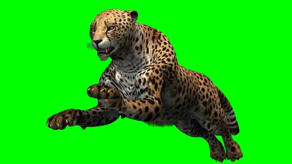 Cheetah Isolated Green Screen Background — Stock Photo, Image