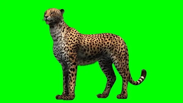 Cheetah Isolado Fundo Tela Verde — Fotografia de Stock