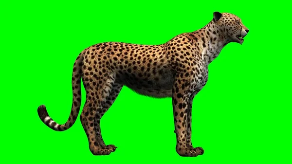 Cheetah Isolado Fundo Tela Verde — Fotografia de Stock