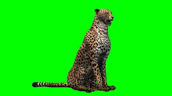 Cheetah Geïsoleerd Groen Schermachtergrond — Stockfoto
