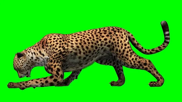 Cheetah Aislado Sobre Fondo Pantalla Verde — Foto de Stock