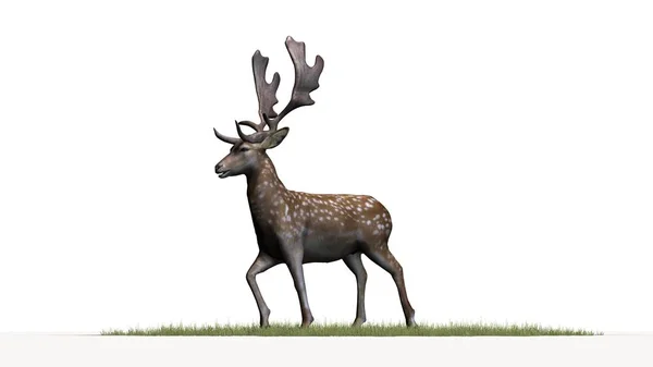 Cerf Sur Herbe Verte Isolé Sur Fond Blanc — Photo