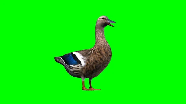 Duck Isolated Green Background — Stock Photo, Image