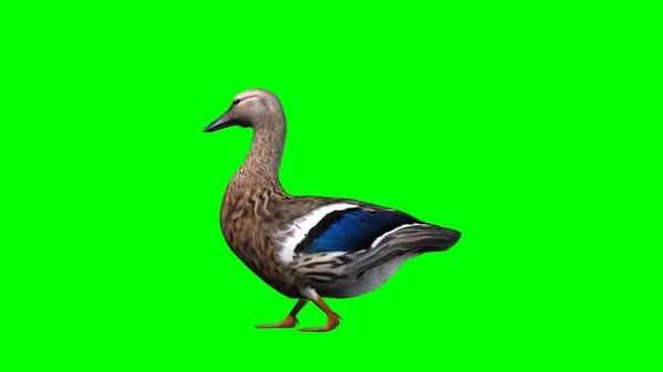 Duck Isolated Green Background — Stock Photo, Image