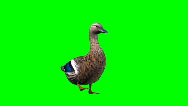 Duck Isolated Green Background — Stock Photo, Image