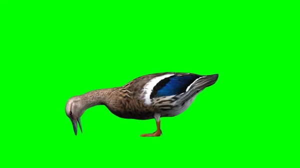 Duck Isolated Green Background — Stock Photo, Image